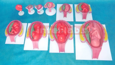 HUMAN PREGNANCY SERIES MODEL(FROM 1 WEEK TO 9 MONTH, 10 PCS / SET)